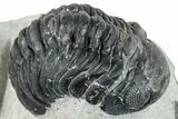 Bargain, Austerops Trilobite - Ofaten, Morocco #287563-2